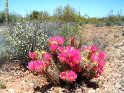 Blooming hedgehog cactus at Ironwood Forest National Monument. Photo BLM.