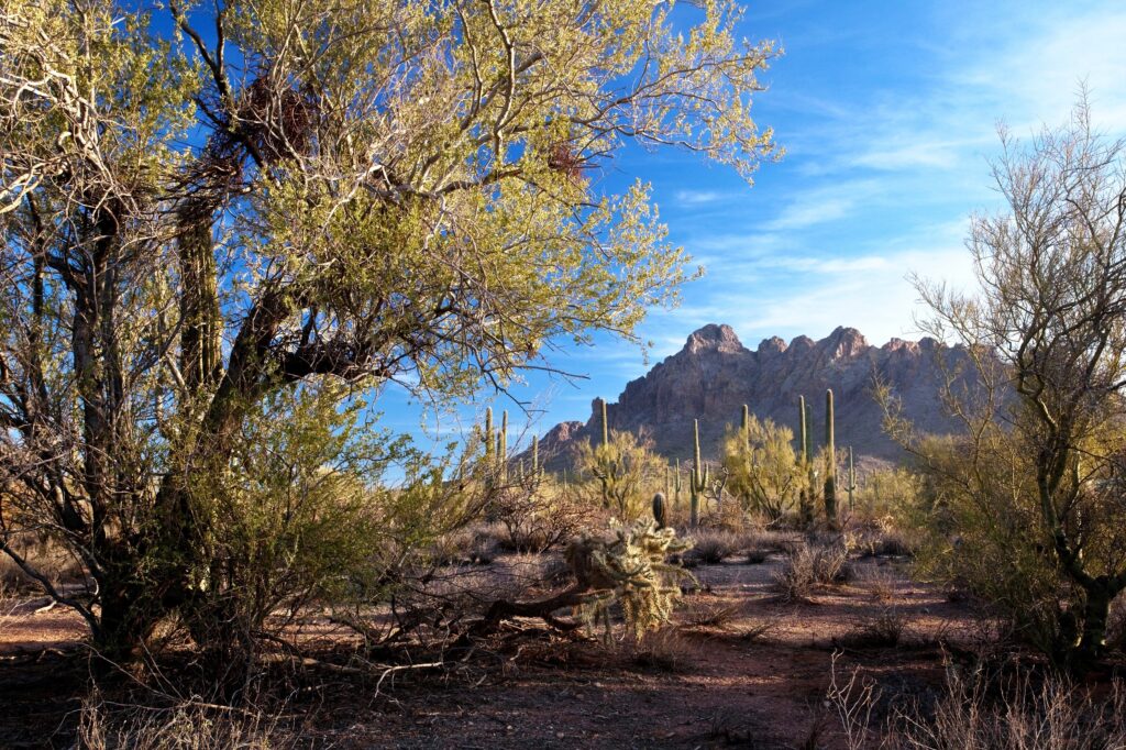 Ironwood Forest National Monument – a national treasure in our own backyard. Photo BLM.