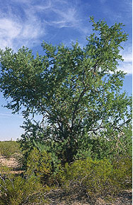 Ironwood Tree, Olneya tesota