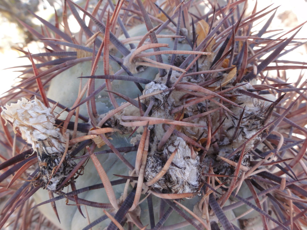 Nichols Turk’s Head Cactus, photo Carianne Campbell – Arizona Native Plant Society