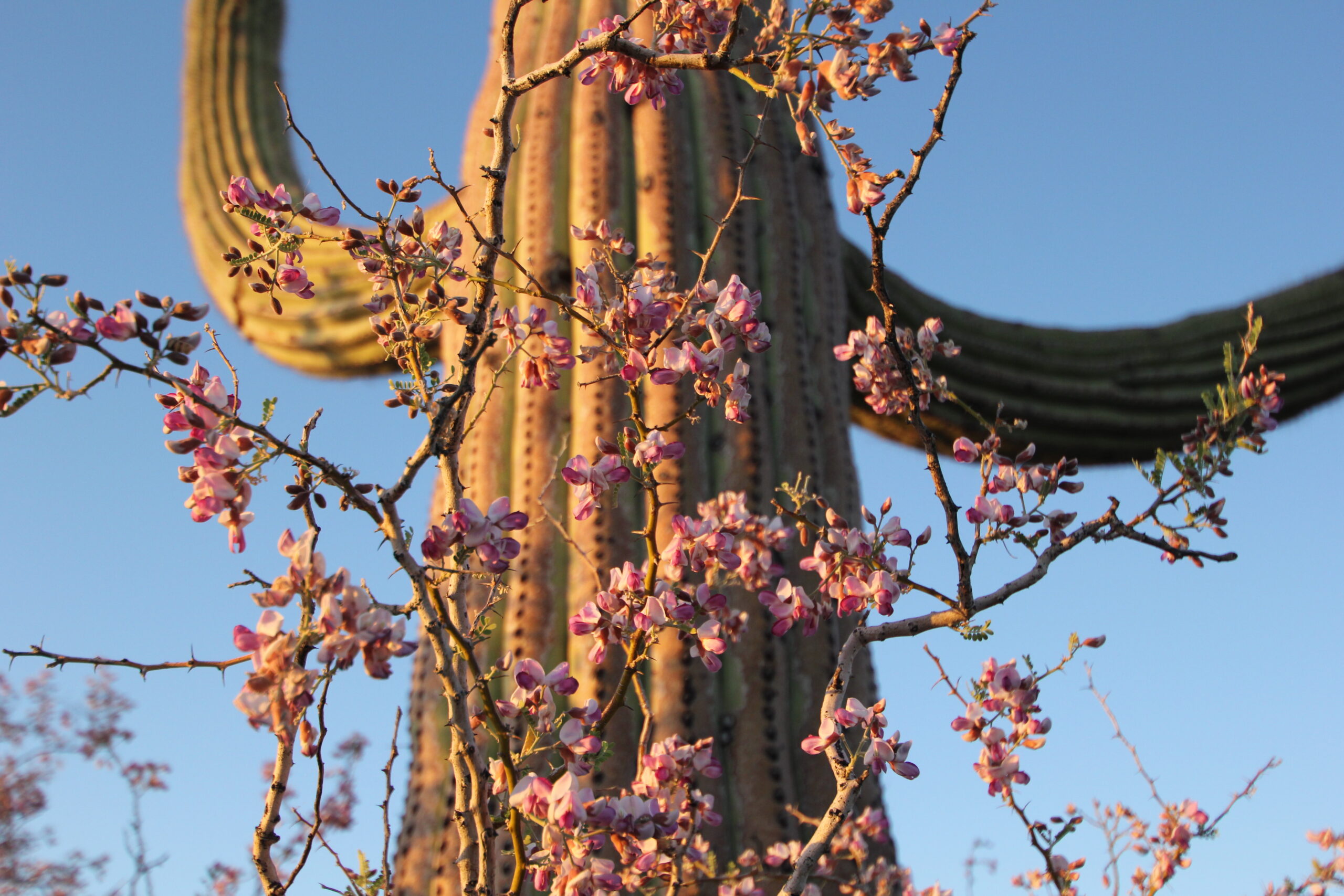 Nichols Turk's Head Cactus, photo Carianne Campbell - Arizona Native Plant Society