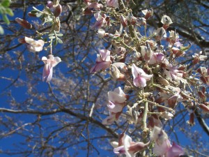 Ironwood Blossoms, photo by Korene Cohen