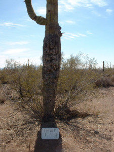 Saguaro with severe damage from illegal shooting on the Ironwood Forest National Monument.