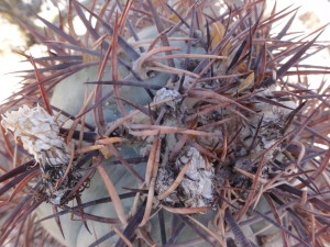 A close look at the endangered Nichols Turk's Head Cactus. One of only three known populations grows in the Waterman Mountains in the Ironwood Forest National Monument. They get their name from a spiral they develop as they grow taller, resemlbing a Turk's turbine.Photo Carianne Campbell - Arizona Native Plant Society