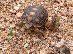 A baby Desert Tortoise at Ironwood Forest National Monument. Some of the best habitat for Desert Tortoises to survive is found within the 129,000 acre Monument. Photo Drew Milsom.