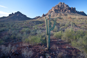 An Old Saguaro near Wolcott and Ragged Top Mountains stands watch over the valley below, as it has done for centuries.