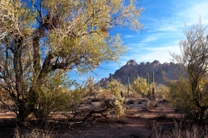 Ironwood Forest National Monument - a national treasure in our own backyard. Photo BLM.
