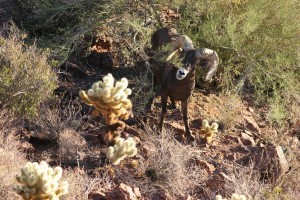 Desert Bighorn Sheep at Ironwood Forest National Monument. Photo courtesy Arizona Game and Fish Department.