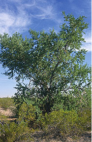 Ironwood Tree, Olneya tesota