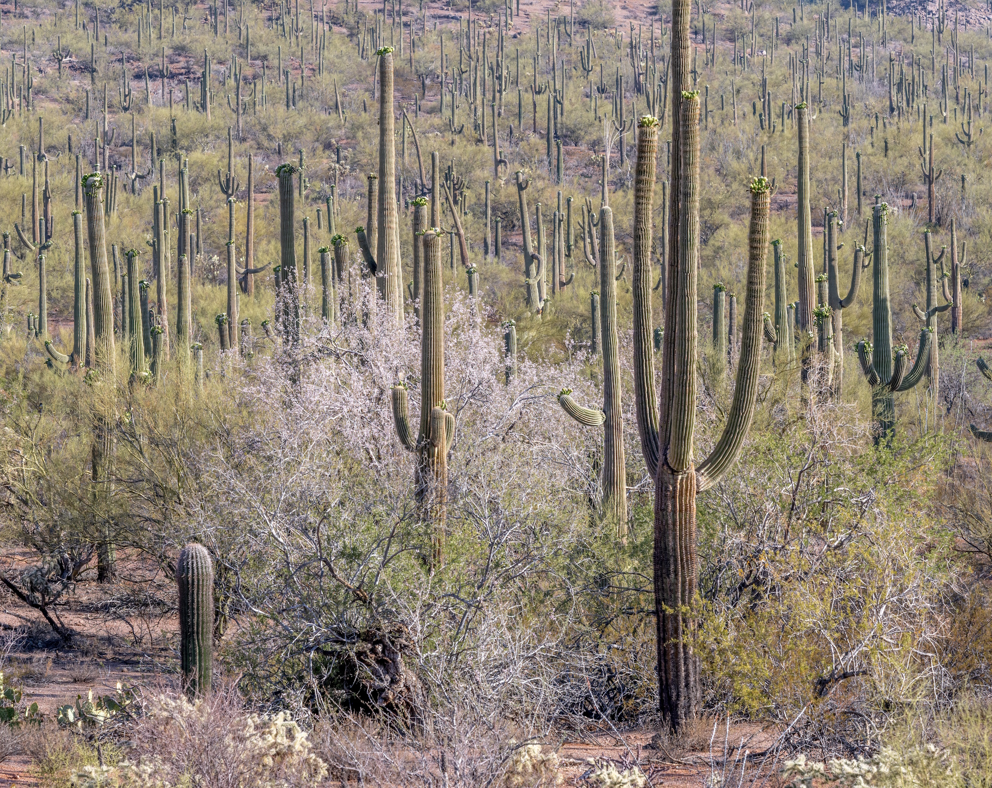 July 2026 Updates: La Osa Project, Spring Appeal, New Staff